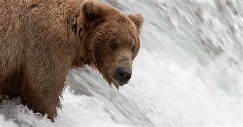 Support your right to watch bears: Bear cam is live