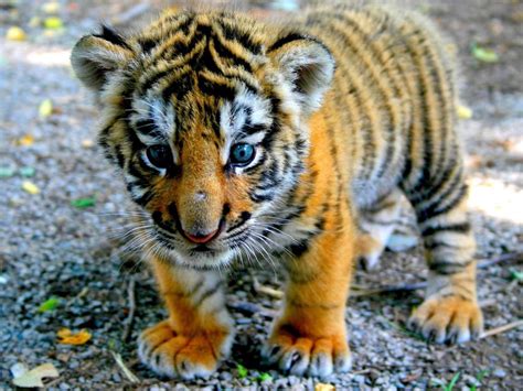 🔥 A Bengal Tiger cub 🔥 : r/NatureIsFuckingLit