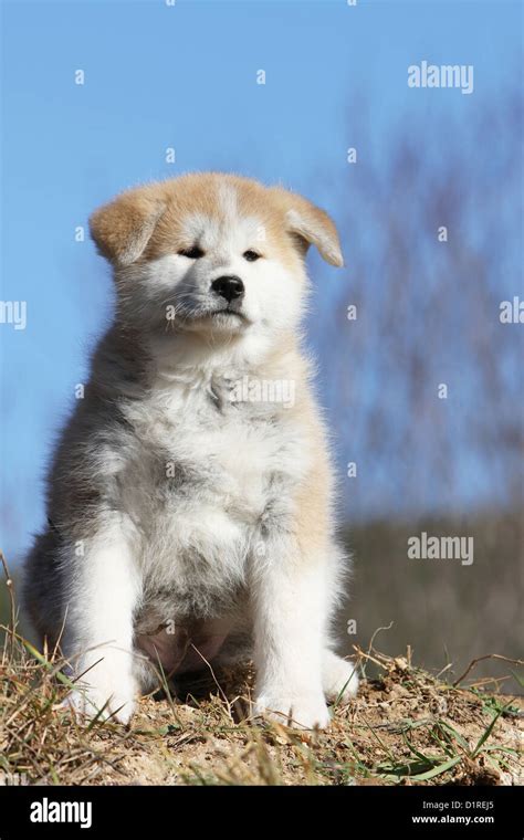 Dog Akita inu / Japanese Akita puppy fawn sitting on the ground Stock ...