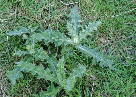 How to Remove Thistle Weeds from Your Lawn | myhomeTURF