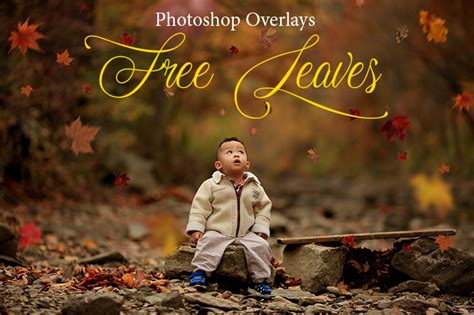 Leaves Overlay Photoshop Free|Falling Leaves Overlay for Photoshop Free