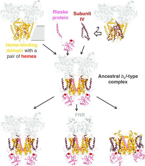 Evolutionary scenario for the cytochrome bc complexes. Cytochrome b 6... | Download Scientific ...