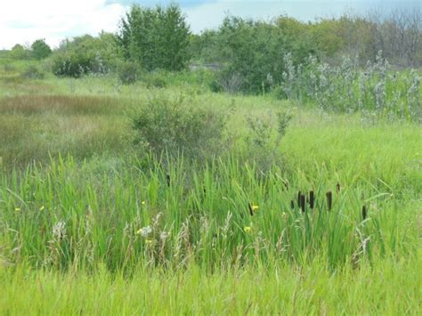 Prairie Grasses Free Stock Photo - Public Domain Pictures