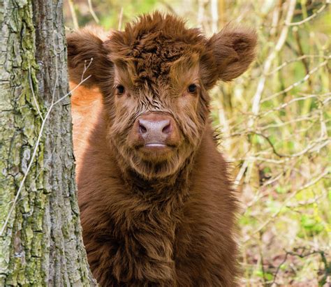 Scottish highland cow calf Photograph by Tosca Weijers - Pixels