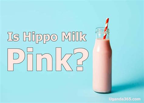 Is Hippo Milk Really Pink? (Fact Check) Hipposudoric Acid & Blood Sweat ...