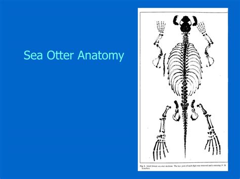 PPT - Sea Otters and the Trophic Cascade Hypothesis PowerPoint ...