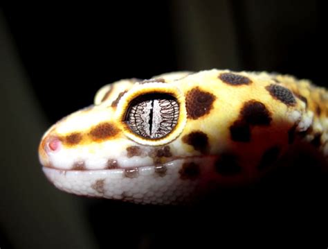 Leopard Gecko Eye | Amazing Wallpapers