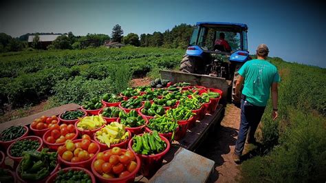 VEGETABLE FARMING IN 2021 - YouTube