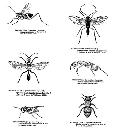 Hymenoptera images