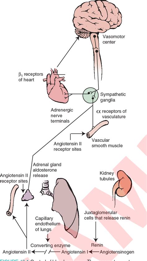 Figure 42.3 from ACE inhibitor angiotensin II receptors baroreceptor cardiovascular ( vasomotor ...