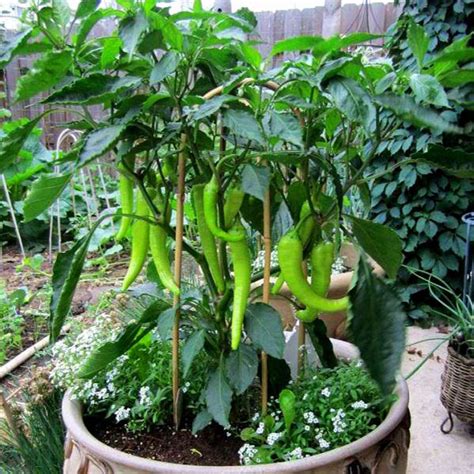 Buy Organic Vegetable Seeds online from Nurserylive at lowest price.