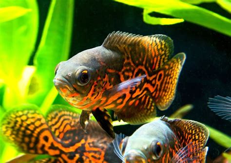 Oscar Red Tiger | American Cichlid | Freshwater Live Fish in Coburg ...