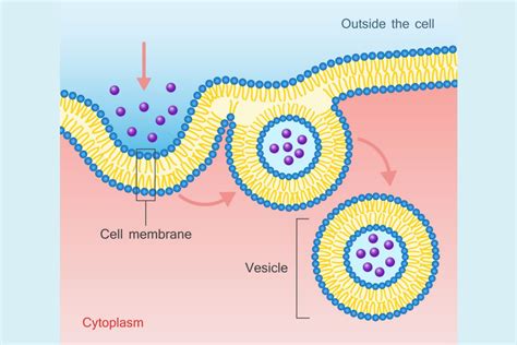 Endocytosis -Definition, Mechanism, Types, Examples - CBSE Class Notes Online - Classnotes123