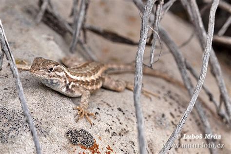 Spiny lizard Photos, Spiny lizard Images, Nature Wildlife Pictures ...