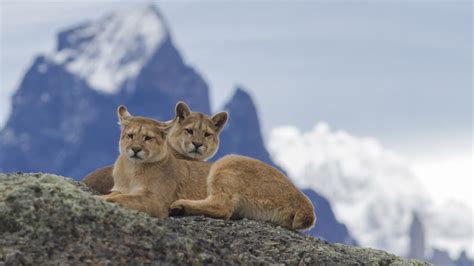 Torres del Paine National Park: Experts explain the reasons behind the increase in Puma sightings