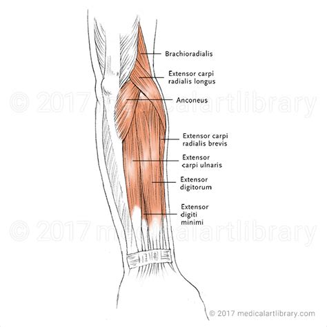 Forearm Extensor Muscles