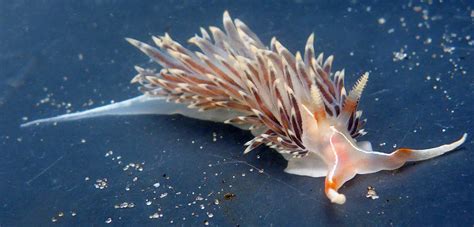 These Sea Slugs Dine While They Do It | Hakai Magazine