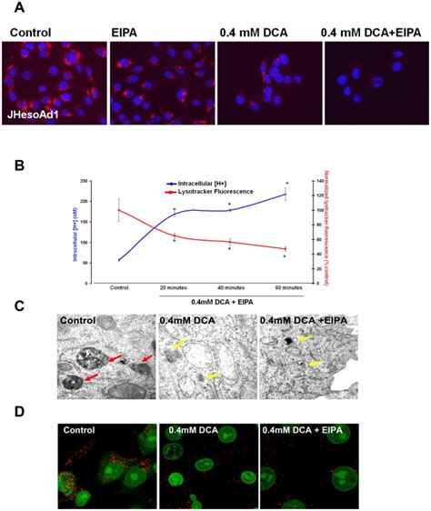 A) Representative images from fluorescent microscopy of Lysotracker-Red ...