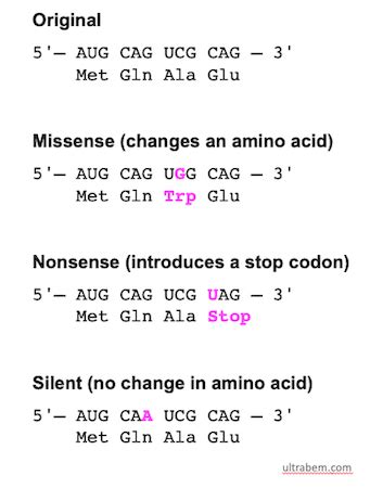 Missense Mutation | Definition, Variant & Examples - Lesson | Study.com