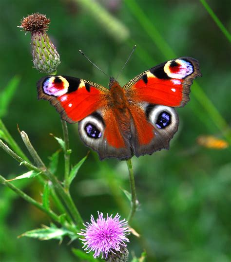 peacock butterfly by magicsnowflake on DeviantArt