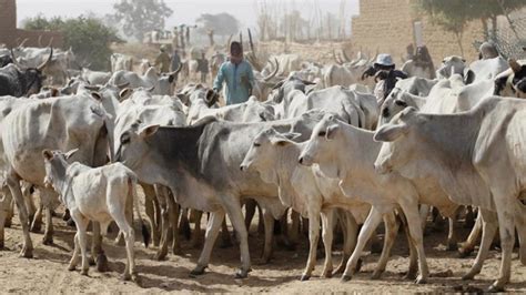 Cattle rearing: Lagos butchers seek 50,000 hectares of land for ranching
