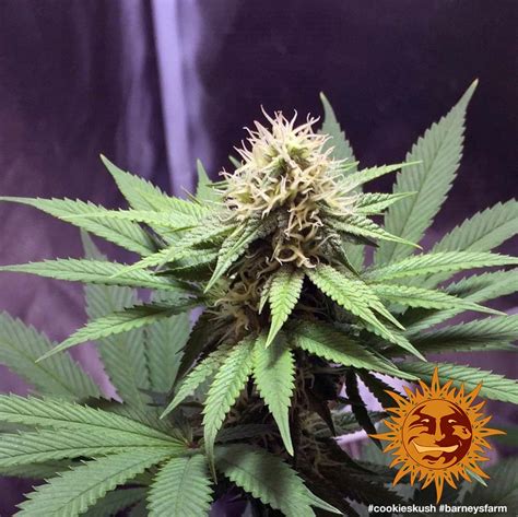 ! COOKIES KUSH™ Cannabis Seeds | BARNEYS FARM®