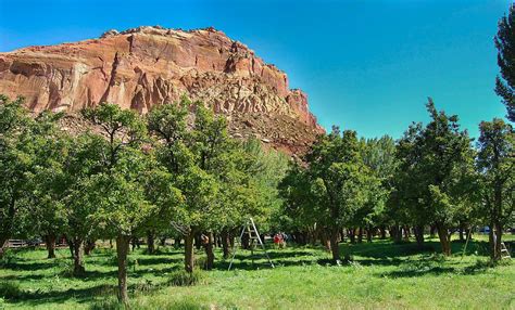 The Orchards of the Gifford Homestead at Fruita - Capitol … | Flickr