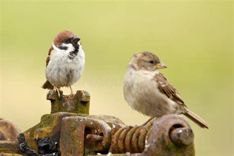 Male And Female Tree Sparrow Stock Photo - Image: 25976214