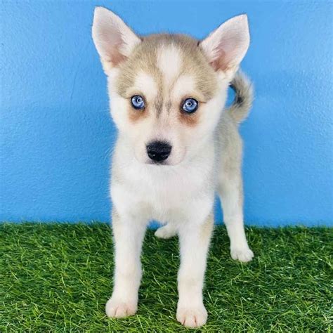 Alaskan Klee Kai Puppies for Sale - Meridian | Alaskan klee kai puppy, Alaskan klee kai, Puppies