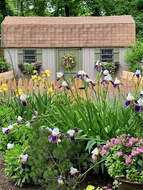 Bearded Iris Care: Your Guide to Growing, Blooming, and Beyond - Bricks ...