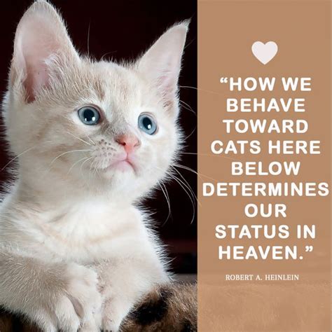 How we behave toward cats here below determines our status in heaven