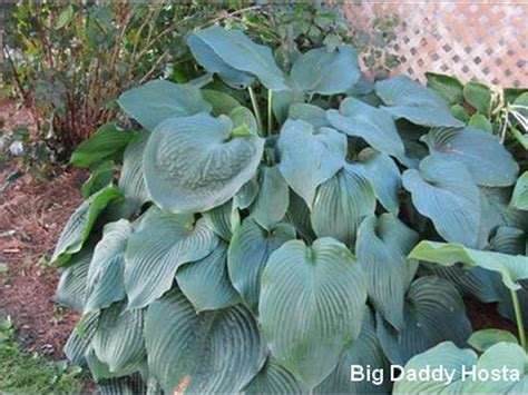 Sun Tolerant Hostas - Favorite Perennials