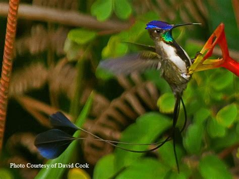 Endangered Hummingbird Photos. Photos of threatened hummingbirds.