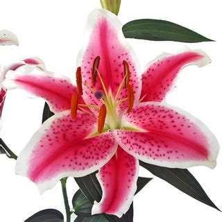 Wholesale Lilies ᐉ buy bulk lilies in FiftyFlowers