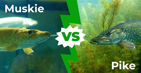 Muskie vs Pike: 5 Key Differences Explained - AZ Animals