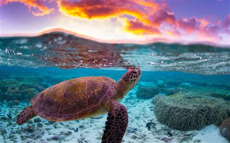 Turtle Wallpaper - Underwater World