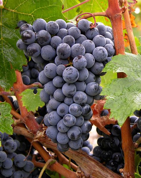 Cabernet-franc : le cépage élégant | Grapes, Cabernet franc, Growing wine grapes