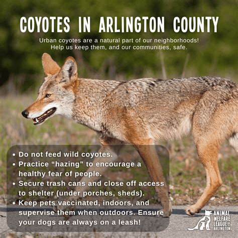 Urban Coyotes - Animal Welfare League of Arlington