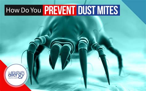 How to Prevent House Dust Mites | AllergyStore.Com