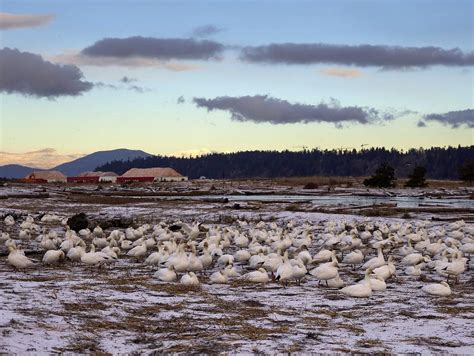 Waterfowl winter refuge Fraser River Delta risks being lost forever - BirdLife International