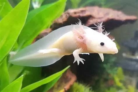 Axolotl – Detailed Guide: Care, Diet, and Breeding - Shrimp and Snail Breeder