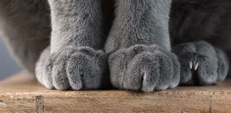 Why Do Some Animals Have Paws? - Omlet Blog UK