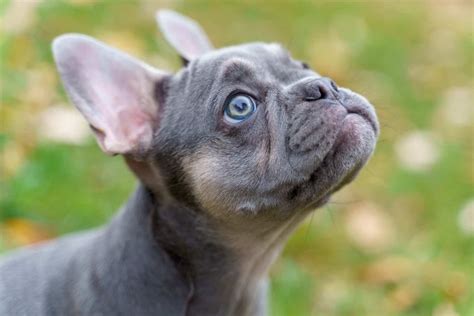 Blue Fawn French Bulldog Color Analysis