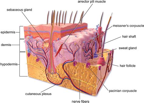 Skin - Homeostasis - MCAT Biology Review