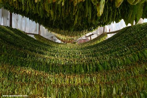 Tobacco air curing in Prilep Macedonia | Guy Shachar