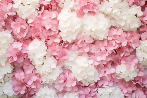 Beautiful Wall of Pink and White Hydrangea. Bush of Hydrangea Flowers Stock Photo - Image of ...