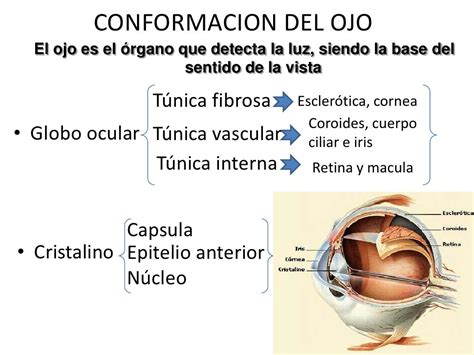 Anatomia del ojo animal