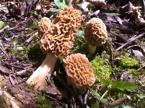 HootPoot's HobNob: It's Morel Season!