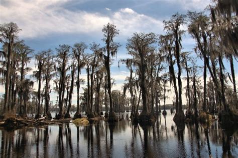 Banks Lake, Lanier County | Vanishing Georgia: Photographs by Brian Brown