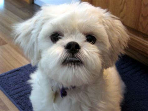 Lhasa Apso Dog Breed » Information, Pictures, & More